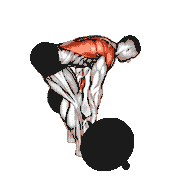 Barbell Paused Bent-Over Row
