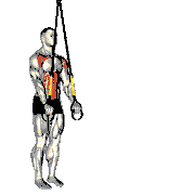Suspended Abdominal Fallout