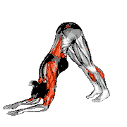 Dolphin Pose