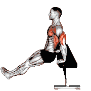 Chest Dip on Bench
