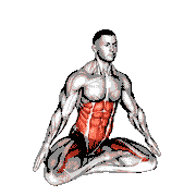 Sitting Lotus Pose Hip Horizontal Rotation