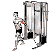 Cable Unilateral Bicep Curl
