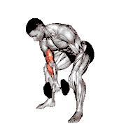 Dumbbell Standing One-Arm Concentration Curl