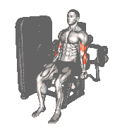 Lever Alternate Biceps Curl