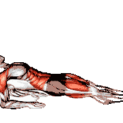 Reverse Plank on Elbows