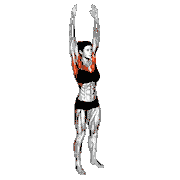 Front and Back Arms Rotation
