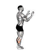 Calf Raise with Wall Support