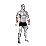 Reverse Wrist Curl