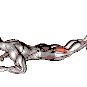 Dumbbell Lying Hamstring Curl demonstration