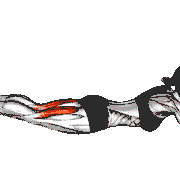 Bodyweight Lying Legs Curl demonstration