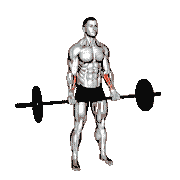 Barbell Standing Wrist Curl