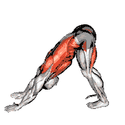Downward Dog