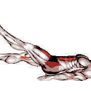 Flutter Kicks (Front)
