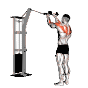 Cable Rear Delt Row (with Rope)