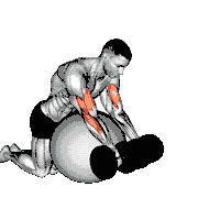 Dumbbell Preacher Curl over Exercise Ball
