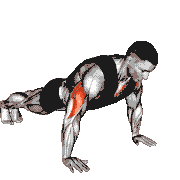Weighted Push-Up with Vest demonstration
