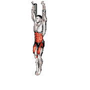 Hanging Knees to Elbows