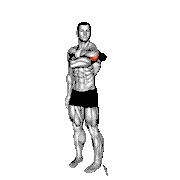 Roll Ball Deltoid Posterior