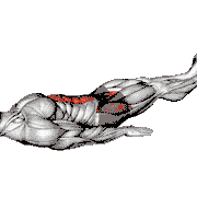 Lying Hover Leg Clap (Abduction)
