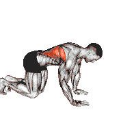 Kneeling Lat Stretch