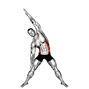 Standing Obliques Slides