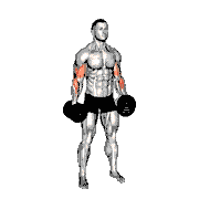 Dumbbell Standing Alternate Reverse Curl