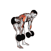 Dumbbell Bent-Over Reverse Row