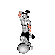 Dumbbell Biceps Curl with Overhead Extension on Stability Ball