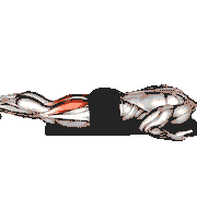 Dumbbell Lying Leg Curl demonstration