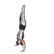 Handstand Push-Up against the Wall