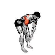 Bodyweight Bent-Over Rear Delt Fly