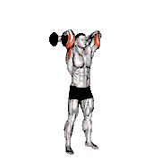 Dumbbell Standing French Press