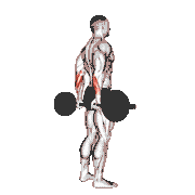 Barbell Standing Back Wrist Curl demonstration