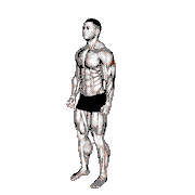 Rear Deltoid Stretch