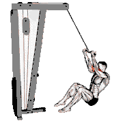 Cable Seated Overhead Curl (SZ Bar)