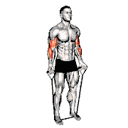 Band Close-Grip Biceps Curl demonstration
