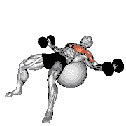 Dumbbell Fly on Exercise Ball