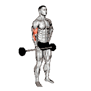 Barbell Alternate Biceps Curl demonstration