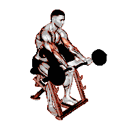 EZ Bar Preacher Curl