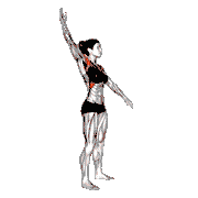 Standing Alternate Arms Circling