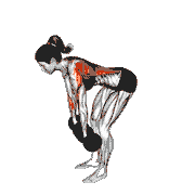 Dumbbell Pronated to Neutral Grip Row