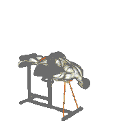 Banded Glute Ham Raise demonstration