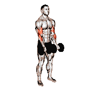 Dumbbell Close-Grip Curl