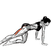 Kneeling Straight Leg Kickback