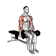 Dumbbell Seated Drag Curl
