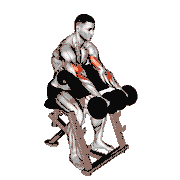 Dumbbell Reverse Preacher Curl