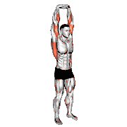 Extension of Arms in Vertical Stretch