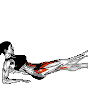 Alternate Leg Raise from Reverse Plank Position demonstration