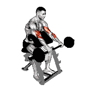 EZ Bar Reverse-Grip Preacher Curl demonstration