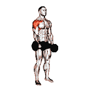 Dumbbell Single Arm Underhand Front Raise